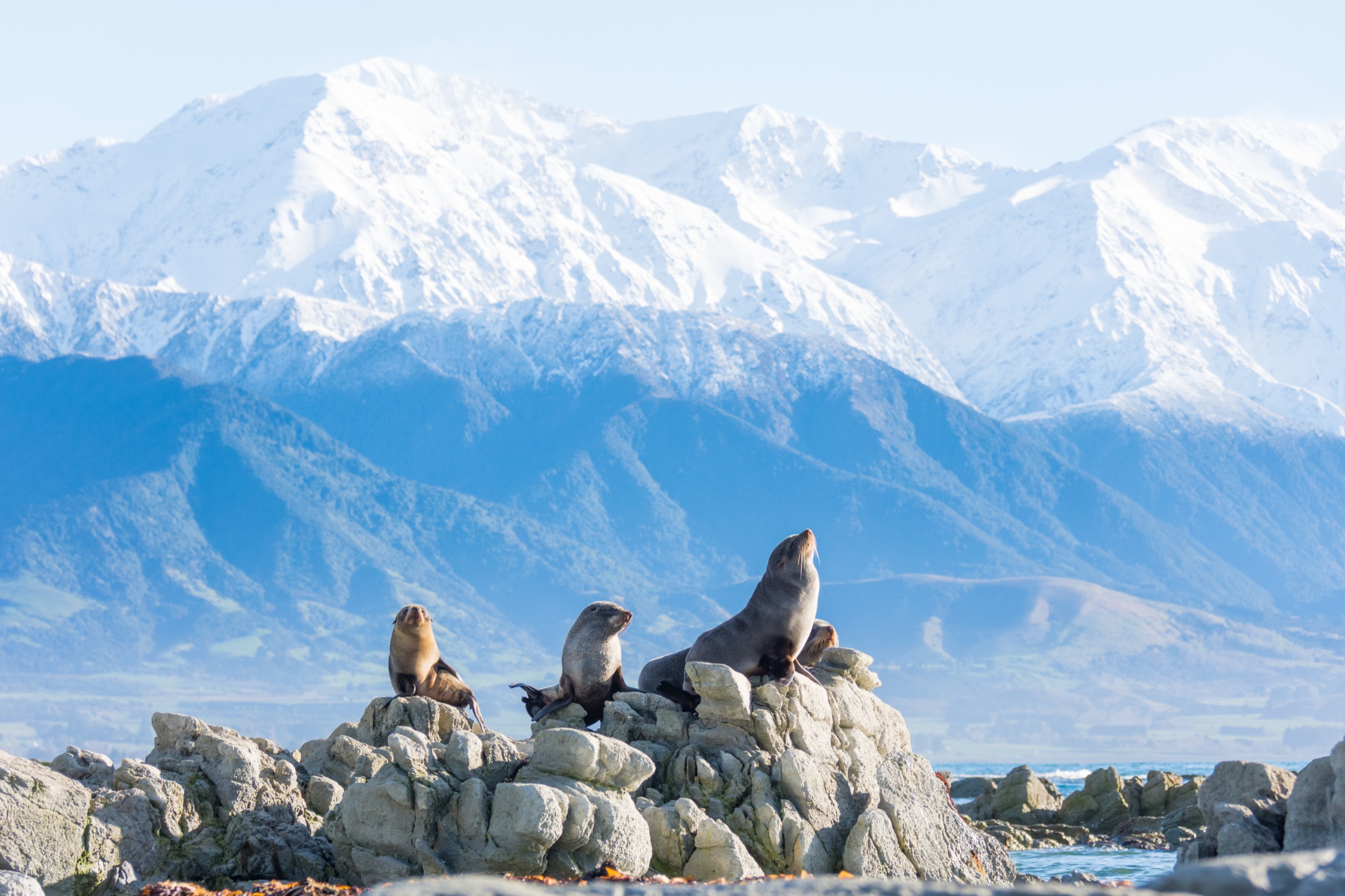 New Zealand Landscape